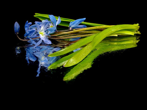 西伯利亞海蔥、Scilla siberica