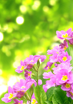 春天的花朵