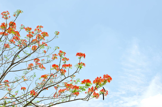 孔雀花的鳳凰樹