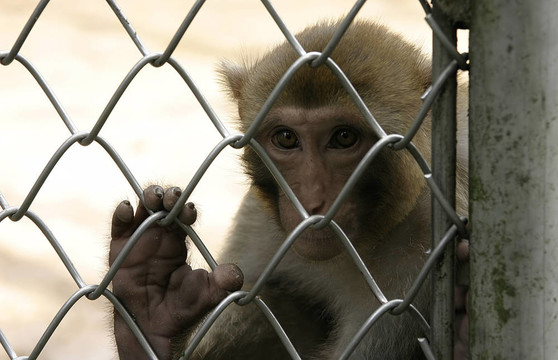 在動物園的蘇呼米猴；阿布哈茲