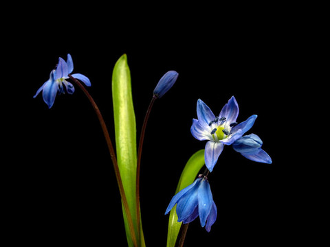 西伯利亞海蔥、Scilla siberica