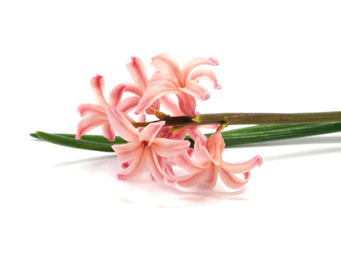 粉紅色的風(fēng)信子