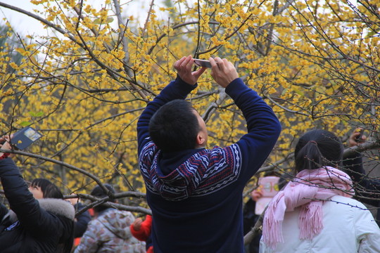橘子洲拍臘梅梅花