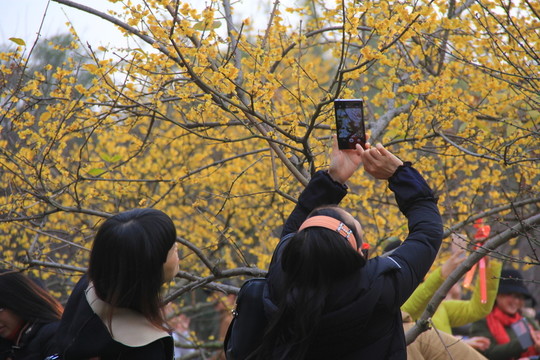 橘子洲拍臘梅梅花