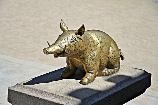 黃金豬