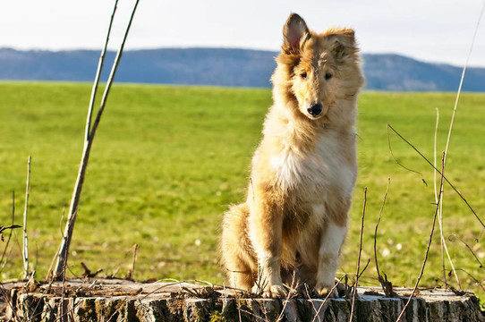 牧羊犬仔