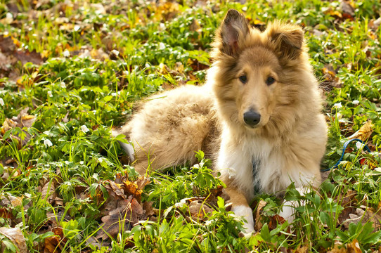 牧羊犬仔