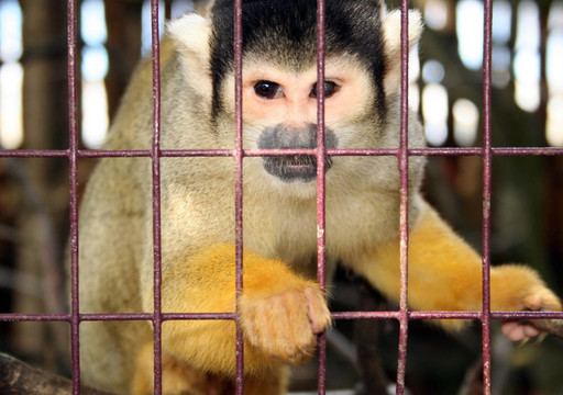 猴子動(dòng)物園實(shí)驗(yàn)籠