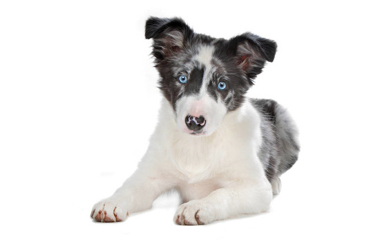 蕓石色的邊境牧羊犬幼犬