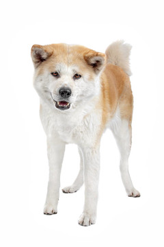 秋田犬的狗