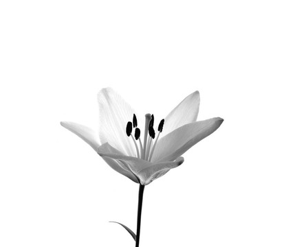 百合花