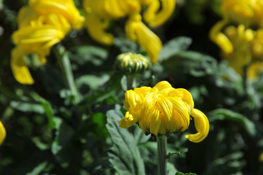 黃菊花