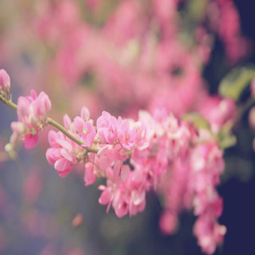 粉紅色的花