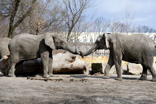 動(dòng)物園里的兩只大象
