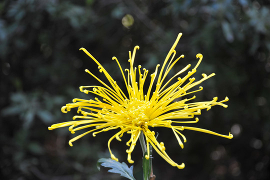 黃菊花