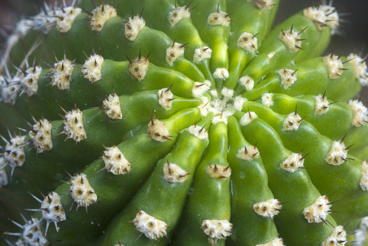 綠色的仙人掌植物