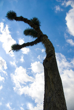 Joshua Tree仙人掌植物