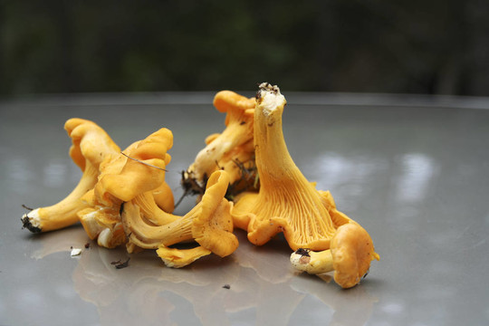 雞油菌