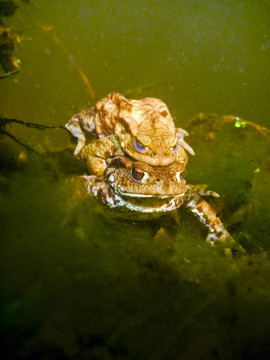 常見(jiàn)的Toad Bufo Bufo