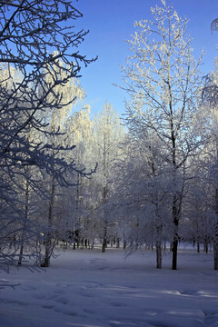 藍天下寧靜的公園里的雪樹