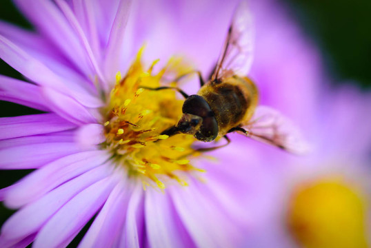 蜜蜂在Michaelmas daisy