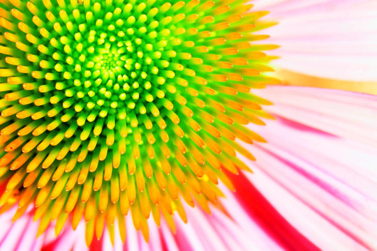 氖紫錐花、紫松果菊