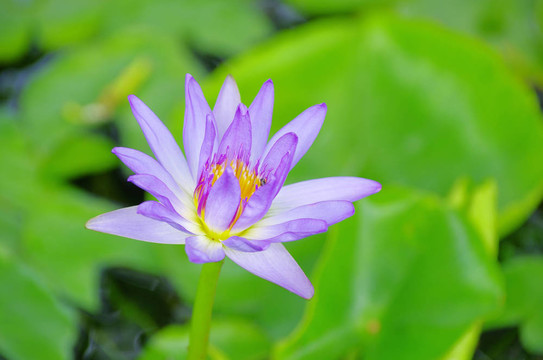 蓮花