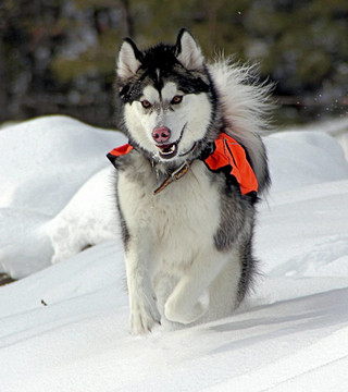 冬天的雪橇犬