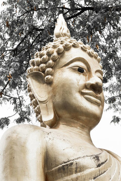 金菩薩