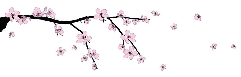 美麗櫻花枝