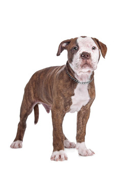 在白色背景的前面美國(guó)斗牛犬