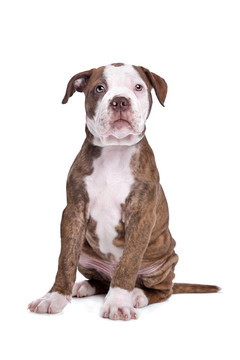 在白色背景的前面美國斗牛犬