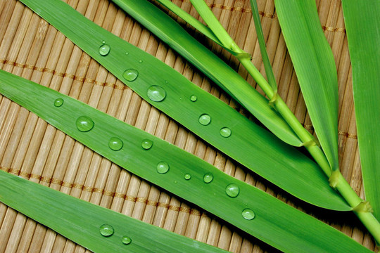 竹