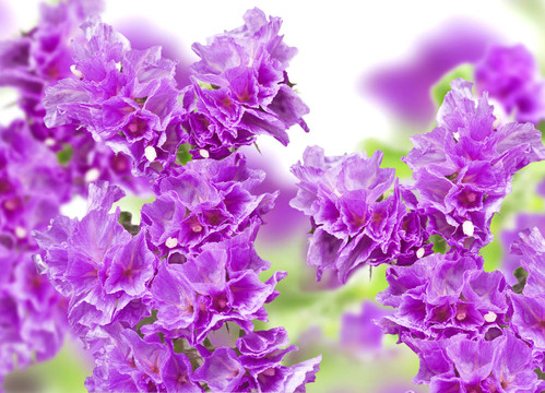 美麗的花束，丁香花溫柔而脆弱的花朵
