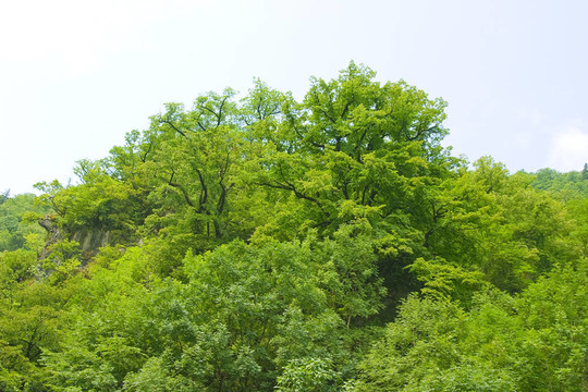 丘陵地區(qū)的大型森林，夏季有多汁的綠葉