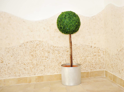 小樹室內(nèi)植物球