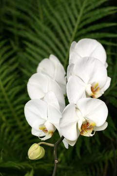蘭花