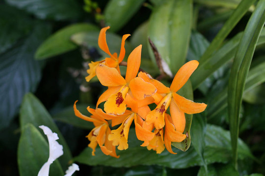 蘭花