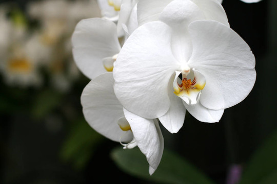 蘭花