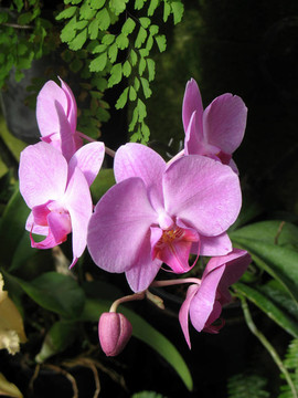 蘭花