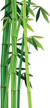 竹白
