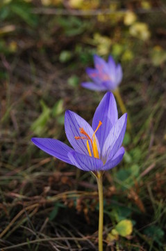 番紅花