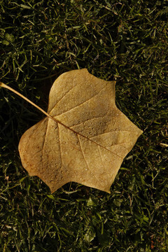 Liriodendron tulipifera；郁金香樹