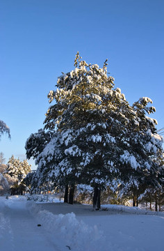 公園里的雪樹