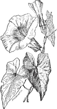 旋花、旋花屬；復(fù)古雕刻