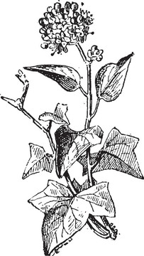 常春藤或常春藤屬；復(fù)古雕刻