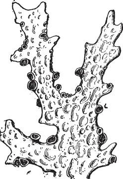 Lichen；復(fù)古版畫