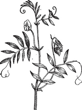 小扁豆或扁豆；復(fù)古雕刻