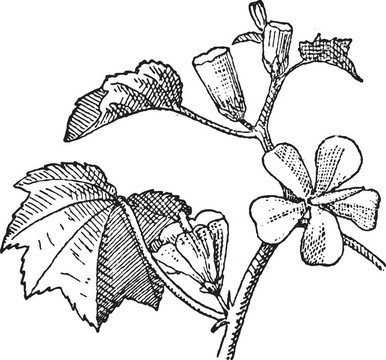 urvillea或urvillea sp.；復(fù)古雕刻