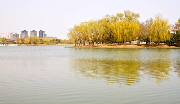 湖邊的城市公園；綠樹(shù)倒影